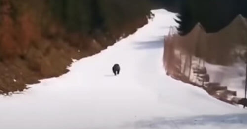 Медведь пустился в погоню за лыжниками