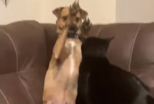 Собака научилась играть в кошачьем стиле