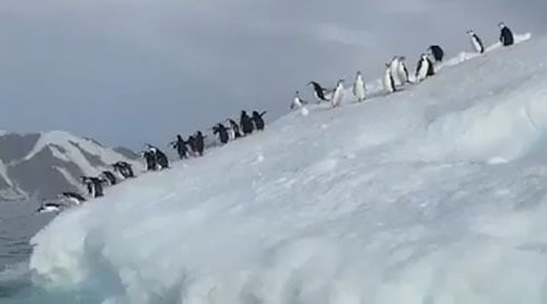 Пингвины не пожелали знакомиться с моряком