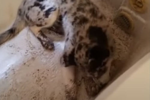 Грязный щенок попытался прокопать спасительный выход из ванны
