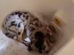 Грязный щенок попытался прокопать спасительный выход из ванны