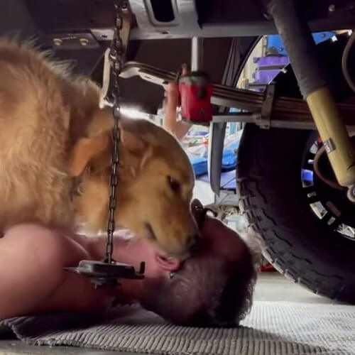 Ласковая собака не дала хозяину заняться ремонтом машины