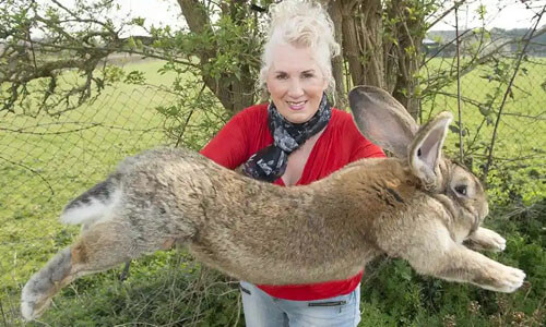 Кролик-рекордсмен был украден