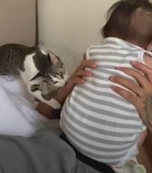 Кошка готова защищать маленького хозяина даже от его родного отца