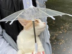 Кот, любящий гулять, получил в подарок зонтик для дождливой погоды
