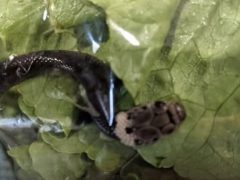 В упаковке свежего салата обнаружился ядовитый змеёныш