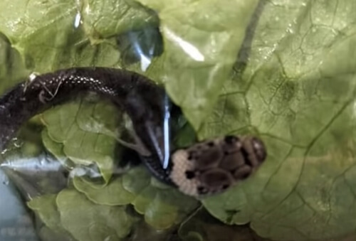 В упаковке свежего салата обнаружился ядовитый змеёныш
