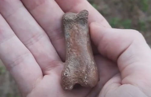 Исследователь уверен, что нашёл окаменелый палец снежного человека