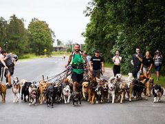 Отправившись на прогулку с 55 собаками, мужчина попытался побить мировой рекорд