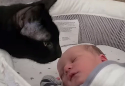 Кошку очень заинтересовал новый маленький член семьи
