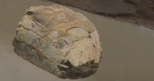 Случайно найденный камень оказался зубом тираннозавра