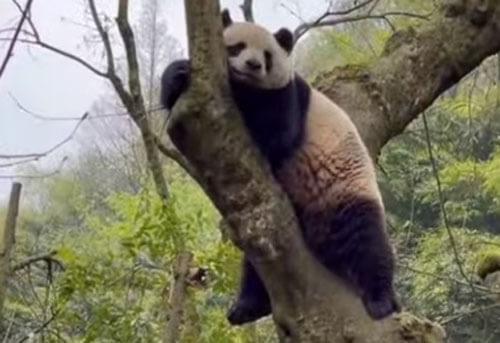 Покорение дерева утомило панду