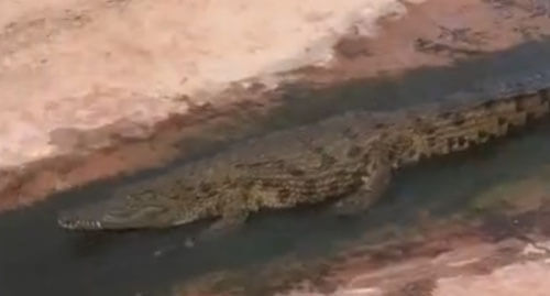 Крокодил открыл для себя прелести водной горки