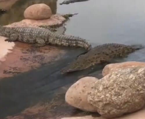 Крокодил открыл для себя прелести водной горки