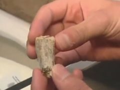 Случайно найденный камень оказался зубом тираннозавра