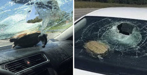 Пассажирка машины пострадала от «летающей» черепахи