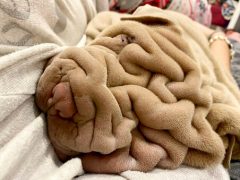 Очаровательный щенок выглядит как смятое одеяло