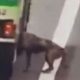Водитель автобуса подвёз собаку, очутившуюся на оживлённой трассе
