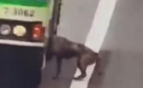 Водитель автобуса подвёз собаку, очутившуюся на оживлённой трассе