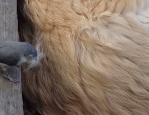 Спящий пёс, сам того не зная, подарил свой мех маме-птичке