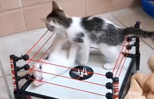 Дерущиеся котята получили в подарок ринг