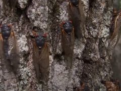 Шумные цикады стали причиной обращений в службу спасения