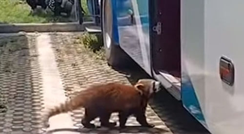 Красной панде надоело жить в зоопарке, и она решила уехать на туристическом автобусе