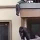 Малыш, свисавший с балкона, не упал благодаря неравнодушному мужчине