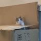 Любовь кошки к коробкам обернулась неожиданной проблемой