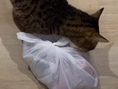 Кот умудрился украсть тяжёлый пакет рёбрышек
