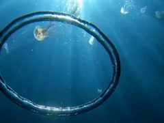 Воздушное кольцо стало для медуз захватывающим аттракционом