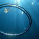 Воздушное кольцо стало для медуз захватывающим аттракционом