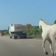 Лошадей, устроивших забег на трассе, спасать не пришлось