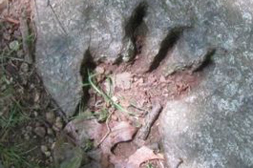 Археологи разочаровали туриста, который нашёл отпечаток лапы динозавра