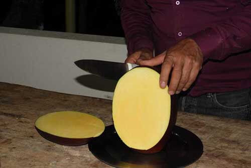 Фермеры вырастили настолько крупный плод манго, что он стал рекордным