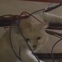 Неосторожная кошка, запутавшаяся в проводах, была спасена усилиями пожарных