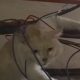 Неосторожная кошка, запутавшаяся в проводах, была спасена усилиями пожарных