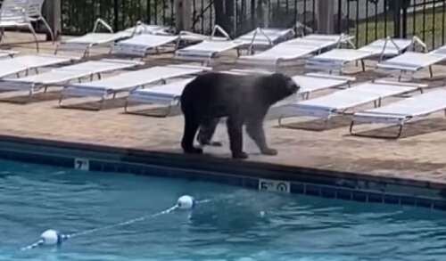 Медведи испортили вечеринку у бассейна