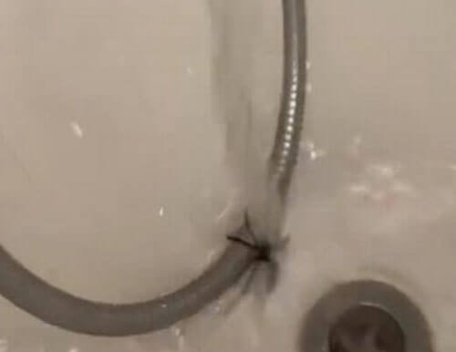 Встреча с пауком в ванной не принесла домовладелице радости