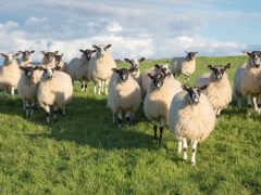 Охотники оставили фермера без целого стада овец