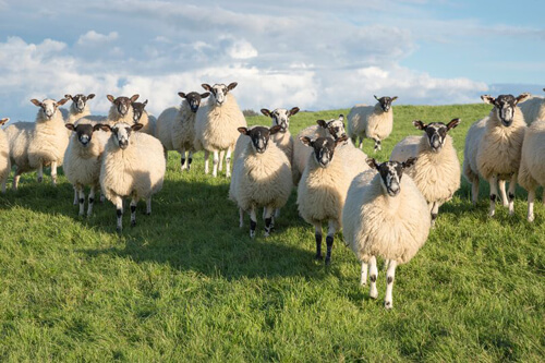 Охотники оставили фермера без целого стада овец