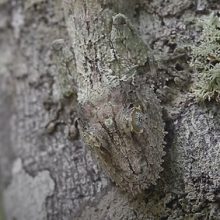 Геккон показал фотографу своё впечатляющее искусство камуфляжа