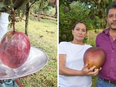 Фермеры вырастили настолько крупный плод манго, что он стал рекордным
