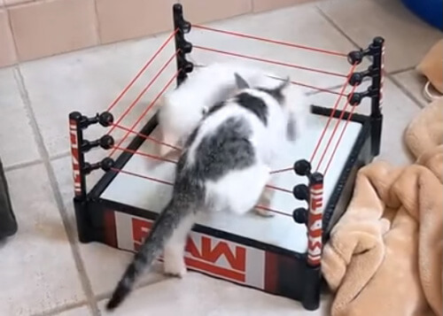 Дерущиеся котята получили в подарок ринг