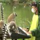 Девочка даёт фортепианные концерты животным в зоопарке