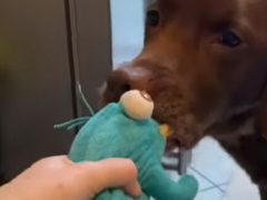 Пёс не хочет, чтобы его игрушки отправлялись в стирку