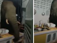 Голодный слон так хотел найти еду, что проломил кухонную стену