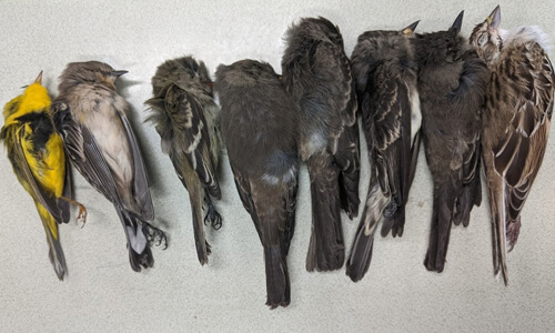 Загадочная болезнь ослепляет и убивает несчастных птиц