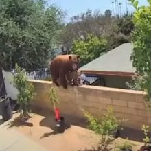 Защищая своих собак, девушка скинула медведицу с забора