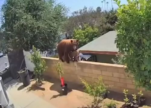 Защищая своих собак, девушка скинула медведицу с забора